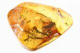 Detailed Fossil Planthopper w/ Unusual Antennae In Baltic Amber #307214-1